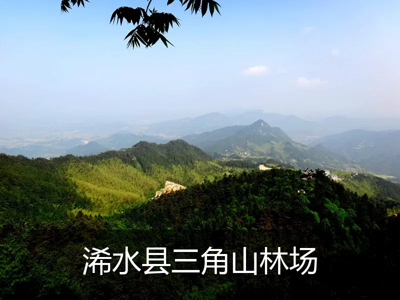 浠水县三角山林场